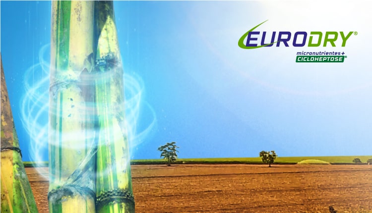 banners_produtos_euroforte_eurodry_750x430-1